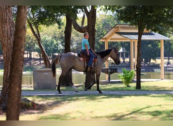 Caballo cuarto de milla, Caballo castrado, 13 años, Grullo