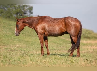 Caballo cuarto de milla, Caballo castrado, 13 años, Ruano alazán