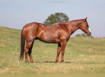 Caballo cuarto de milla, Caballo castrado, 13 años, Ruano alazán