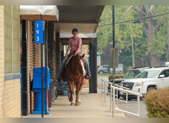 Caballo cuarto de milla, Caballo castrado, 13 años, Ruano alazán