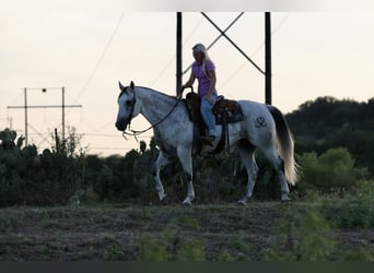 Caballo cuarto de milla, Caballo castrado, 13 años, Tordo