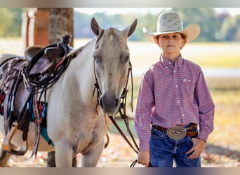 Caballo cuarto de milla, Caballo castrado, 14 años, 124 cm, Champán