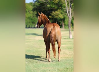 Caballo cuarto de milla, Caballo castrado, 14 años, 142 cm, Bayo