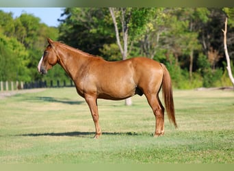 Caballo cuarto de milla, Caballo castrado, 14 años, 142 cm, Bayo