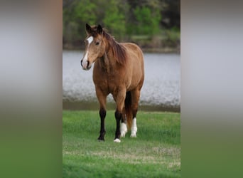 Caballo cuarto de milla, Caballo castrado, 14 años, 142 cm, Buckskin/Bayo