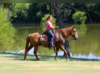 Caballo cuarto de milla, Caballo castrado, 14 años, 142 cm