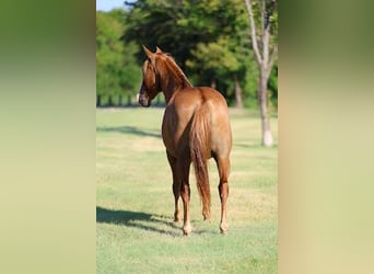 Caballo cuarto de milla, Caballo castrado, 14 años, 142 cm