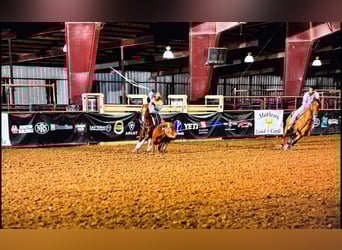 Caballo cuarto de milla, Caballo castrado, 14 años, 142 cm, Pío