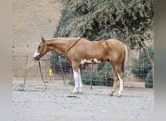Caballo cuarto de milla, Caballo castrado, 14 años, 145 cm, Overo-todas las-capas
