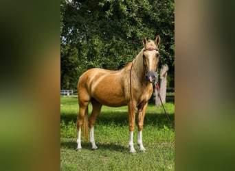 Caballo cuarto de milla, Caballo castrado, 14 años, 145 cm, Palomino