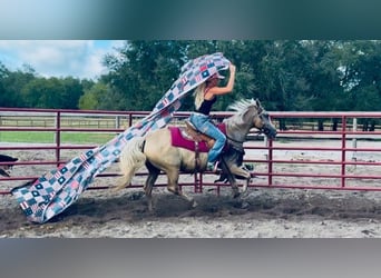 Caballo cuarto de milla, Caballo castrado, 14 años, 145 cm, Palomino