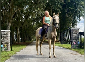 Caballo cuarto de milla, Caballo castrado, 14 años, 145 cm, Palomino