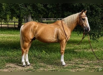 Caballo cuarto de milla, Caballo castrado, 14 años, 145 cm, Palomino