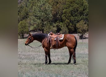 Caballo cuarto de milla, Caballo castrado, 14 años, 147 cm, Castaño rojizo