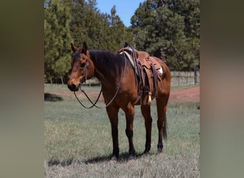 Caballo cuarto de milla, Caballo castrado, 14 años, 147 cm, Castaño rojizo