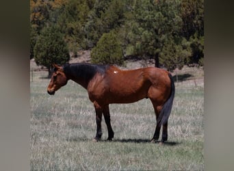 Caballo cuarto de milla, Caballo castrado, 14 años, 147 cm, Castaño rojizo