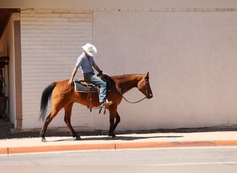 Caballo cuarto de milla, Caballo castrado, 14 años, 147 cm, Castaño rojizo