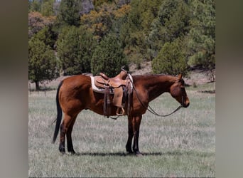 Caballo cuarto de milla, Caballo castrado, 14 años, 147 cm, Castaño rojizo