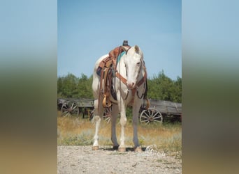 Caballo cuarto de milla, Caballo castrado, 14 años, 147 cm, White/Blanco