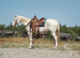 Caballo cuarto de milla, Caballo castrado, 14 años, 147 cm, White/Blanco