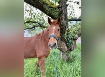 Caballo cuarto de milla Mestizo, Caballo castrado, 14 años, 150 cm, Alazán