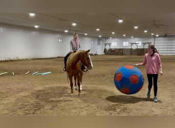 Caballo cuarto de milla, Caballo castrado, 14 años, 150 cm, Alazán rojizo