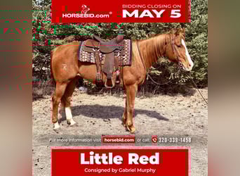 Caballo cuarto de milla, Caballo castrado, 14 años, 150 cm, Alazán rojizo