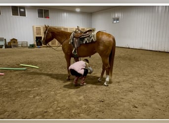 Caballo cuarto de milla, Caballo castrado, 14 años, 150 cm, Alazán rojizo