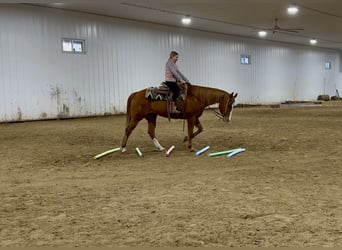 Caballo cuarto de milla, Caballo castrado, 14 años, 150 cm, Alazán rojizo