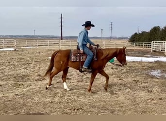 Caballo cuarto de milla, Caballo castrado, 14 años, 150 cm, Alazán rojizo