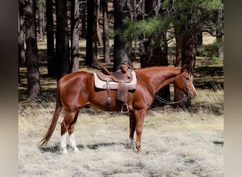 Caballo cuarto de milla, Caballo castrado, 14 años, 150 cm, Alazán-tostado