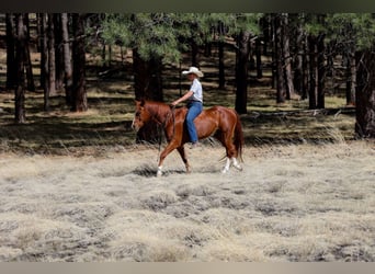 Caballo cuarto de milla, Caballo castrado, 14 años, 150 cm, Alazán-tostado