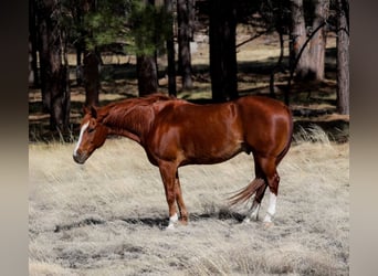 Caballo cuarto de milla, Caballo castrado, 14 años, 150 cm, Alazán-tostado