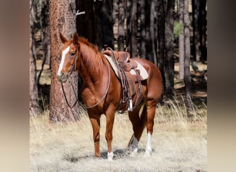 Caballo cuarto de milla, Caballo castrado, 14 años, 150 cm, Alazán-tostado