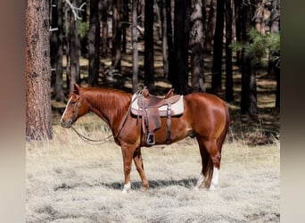 Caballo cuarto de milla, Caballo castrado, 14 años, 150 cm, Alazán-tostado