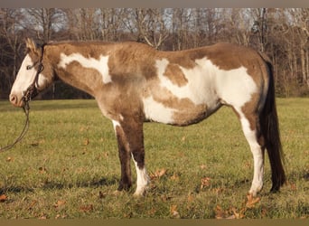 Caballo cuarto de milla, Caballo castrado, 14 años, 150 cm, Overo-todas las-capas