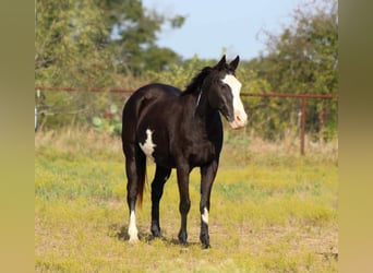 Caballo cuarto de milla, Caballo castrado, 14 años, 150 cm, Overo-todas las-capas