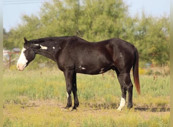 Caballo cuarto de milla, Caballo castrado, 14 años, 150 cm, Overo-todas las-capas