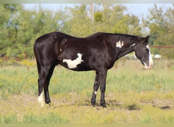 Caballo cuarto de milla, Caballo castrado, 14 años, 150 cm, Overo-todas las-capas