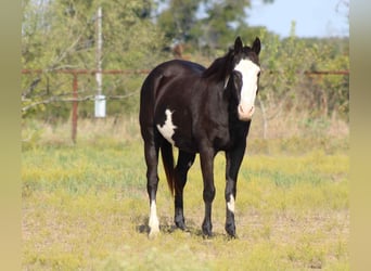 Caballo cuarto de milla, Caballo castrado, 14 años, 150 cm, Overo-todas las-capas
