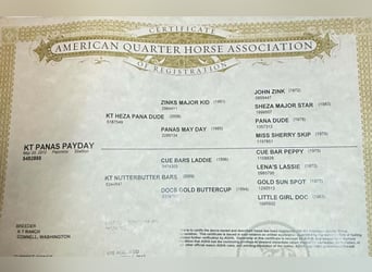 Caballo cuarto de milla, Caballo castrado, 14 años, 150 cm, Palomino