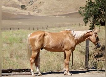 Caballo cuarto de milla, Caballo castrado, 14 años, 150 cm, Palomino