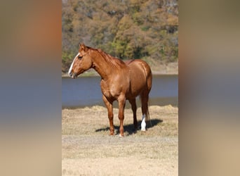 Caballo cuarto de milla, Caballo castrado, 14 años, 150 cm, Red Dun/Cervuno
