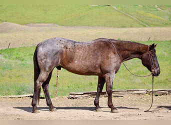 Caballo cuarto de milla, Caballo castrado, 14 años, 150 cm, Ruano azulado