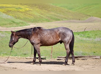Caballo cuarto de milla, Caballo castrado, 14 años, 150 cm, Ruano azulado
