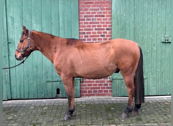 Caballo cuarto de milla, Caballo castrado, 14 años, 150 cm
