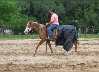 Caballo cuarto de milla, Caballo castrado, 14 años, 152 cm, Alazán-tostado