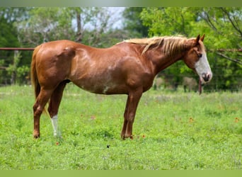 Caballo cuarto de milla, Caballo castrado, 14 años, 152 cm, Alazán-tostado