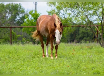 Caballo cuarto de milla, Caballo castrado, 14 años, 152 cm, Alazán-tostado