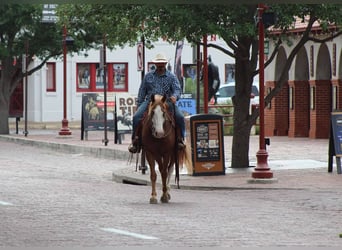 Caballo cuarto de milla, Caballo castrado, 14 años, 152 cm, Alazán-tostado